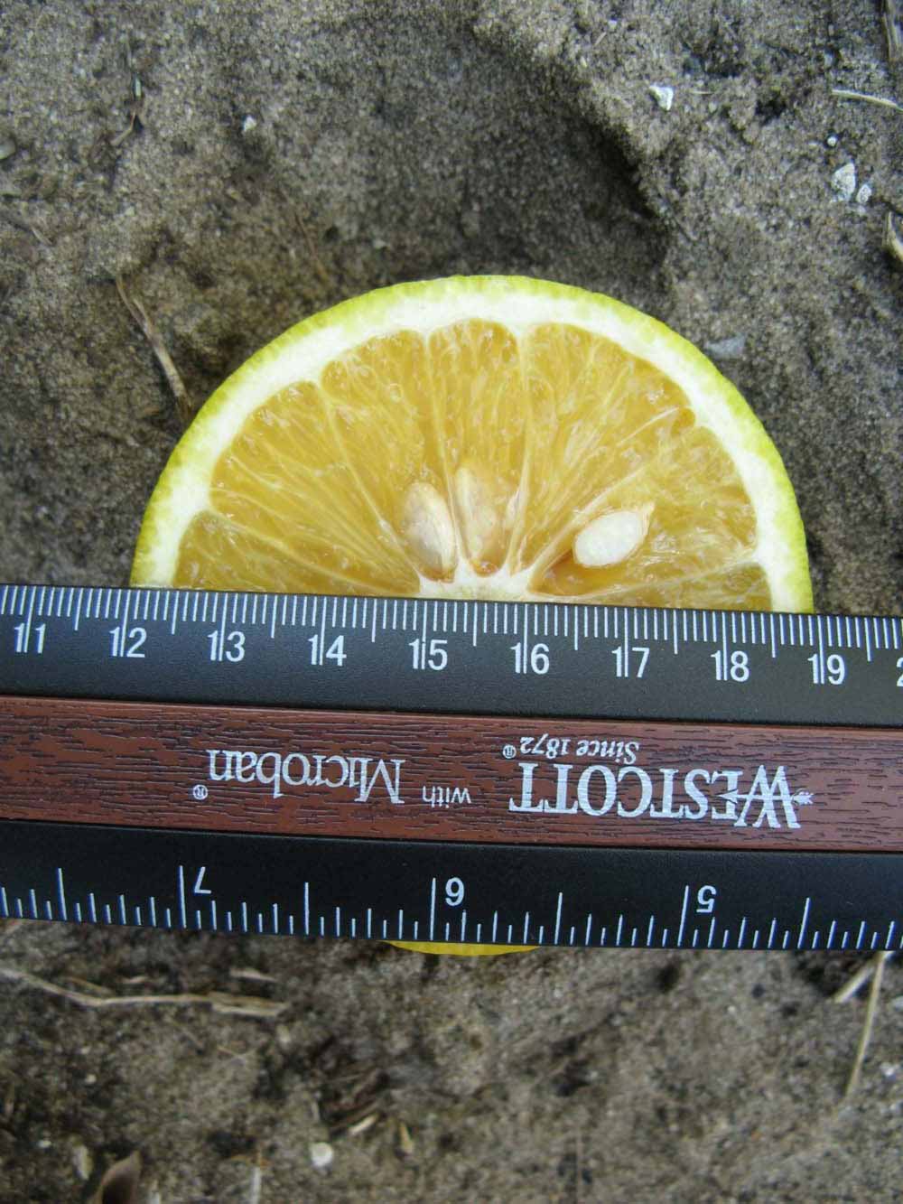              Fruit cross-section (Winter Haven, FL)       